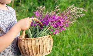 Иван-чай: польза, вред и правила употребления травяного напитка