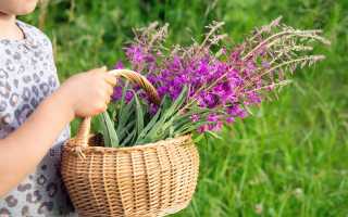 Иван-чай: польза, вред и правила употребления травяного напитка