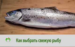 Семена укропа — лечебные свойства и противопоказания, правила приема