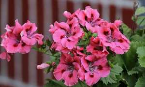 Целебные свойства герани и способы применения в лечении различных заболеваний