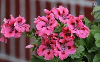 Целебные свойства герани и способы применения в лечении различных заболеваний