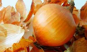 Луковая шелуха: польза и вред необычного продукта