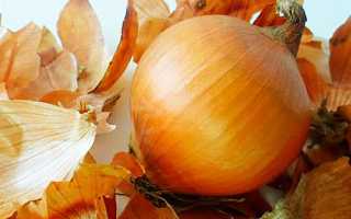 Луковая шелуха: польза и вред необычного продукта