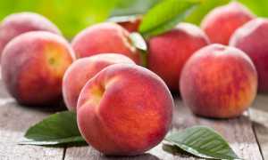 Свежие и консервированные персики — польза и вред для человека