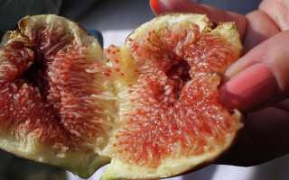 Инжир-польза и вред сладких ягод