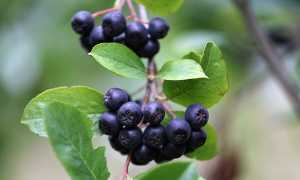 Черноплодная рябина польза и вред