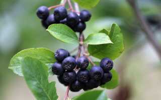 Черноплодная рябина польза и вред