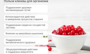 Клюква – полезные свойства и противопоказания