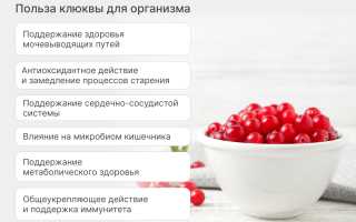 Клюква – полезные свойства и противопоказания