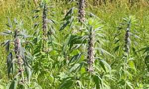 Пустырник — польза и вред эффективного успокоительного средства