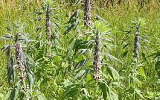 Пустырник — польза и вред эффективного успокоительного средства