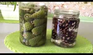 Чем полезны сосновые шишки на спирту