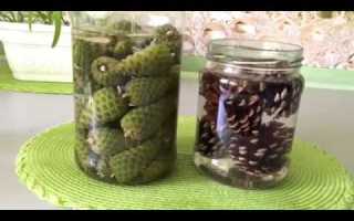 Чем полезны сосновые шишки на спирту