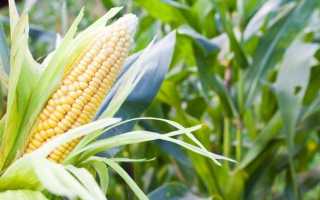 Кукуруза: польза и вред золотых початков