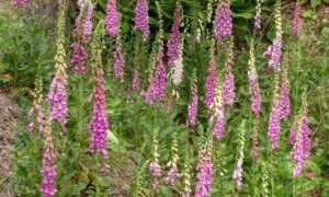 Трава наперстянка: полезные свойства и противопоказания