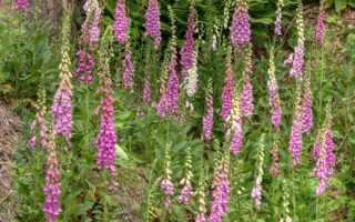 Трава наперстянка: полезные свойства и противопоказания