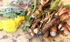 “Золотой знахарь” – лечебные свойства корня одуванчика и способы применения в народной медицине