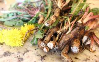 “Золотой знахарь” – лечебные свойства корня одуванчика и способы применения в народной медицине