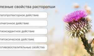 Расторопша – польза и вред любимого растения