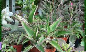 Лечебные свойства каланхоэ – помощь суккулентных растений