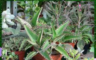 Лечебные свойства каланхоэ – помощь суккулентных растений