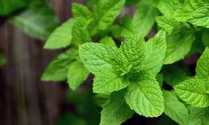 Мята: польза и вред этого растения для организма