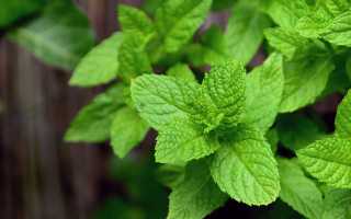 Мята: польза и вред этого растения для организма