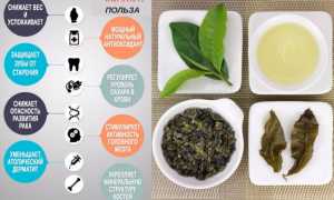 Молочный улун — польза и вред зеленого чая