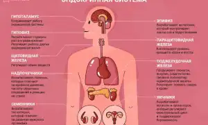Главный орган, влияющий на срок нашей жизни