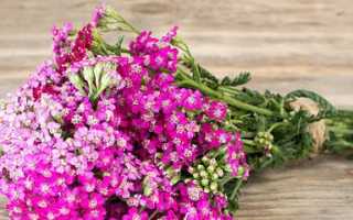 Полезные свойства и противопоказания тысячелистника