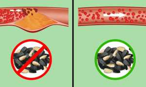 Что происходит с организмом, если вы каждый день едите семечки