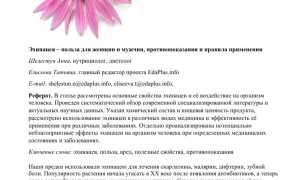 Эхинацея – лечебные свойства и противопоказания