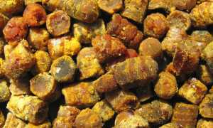 “Пчелиный хлеб”: что такое перга и как правильно принимать ее для лечения различных заболеваний?