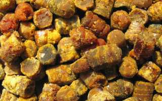 “Пчелиный хлеб”: что такое перга и как правильно принимать ее для лечения различных заболеваний?