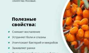 Облепиха: полезные свойства и противопоказания