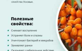 Облепиха: полезные свойства и противопоказания