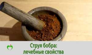 Струя бобра: лечебные свойства и противопоказания