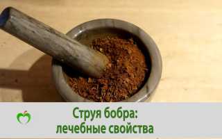 Струя бобра: лечебные свойства и противопоказания