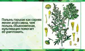 Полынь – польза и вред для организма