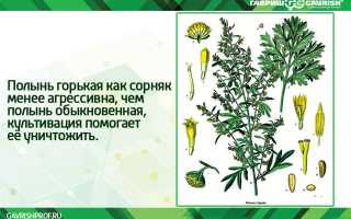 Полынь – польза и вред для организма