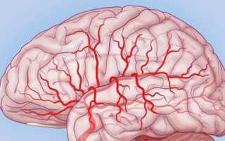 Как нужно питаться чтобы улучшить кровообращение в головном мозге