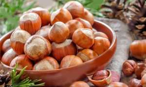 Фундук: польза и вред для человека