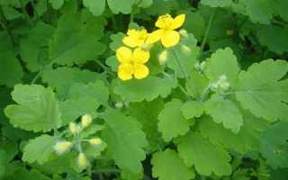 Есть ли польза чистотела для сосудов человека