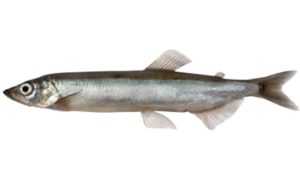 Мойва — польза и вред знаменитой морской рыбы