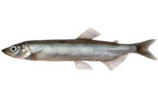 Мойва — польза и вред знаменитой морской рыбы