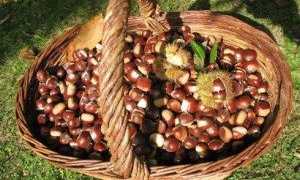 Каштаны съедобные польза и вред
