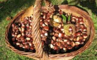 Каштаны съедобные польза и вред
