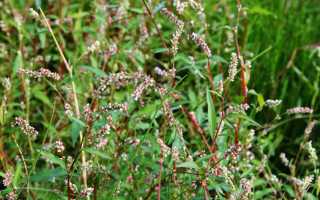 Водяной перец: лечебные свойства и противопоказания