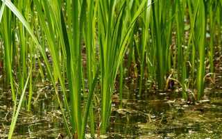 Лекарственное растение – корень аира: чем полезно и как правильно применяется в лечении различных заболеваний?