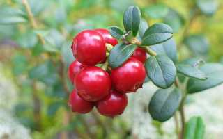 Полезные свойства брусники для человека